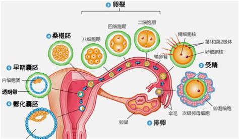 2023年必生儿子的属相
