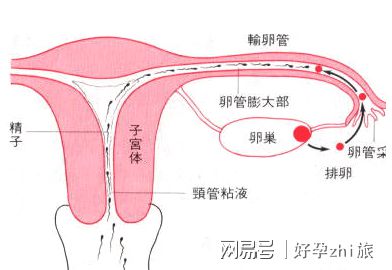 2016年育儿app排行榜